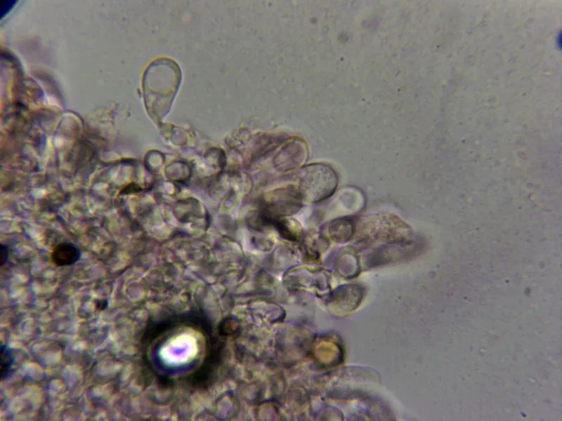 Agaricus bitorquis 10 - Arista laminar